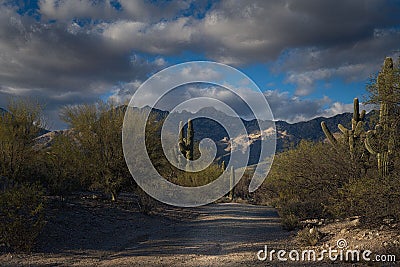 A path through the desert near Tuscon Arizona with the Catalina mountains in the background Stock Photo