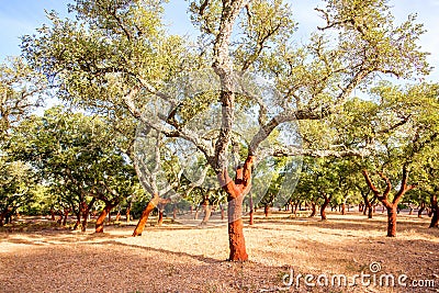Cork oak trees in Portugal Stock Photo