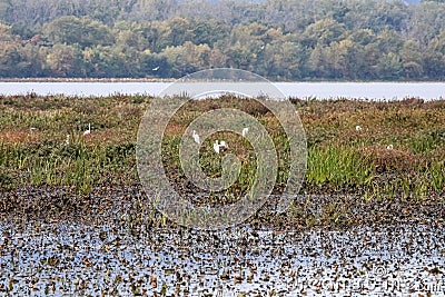 Beautiful view of plants in the Mississippi River with grassland around in Minnesota Stock Photo