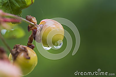 Beautiful view of raindrop on green cherry fruit. Stock Photo