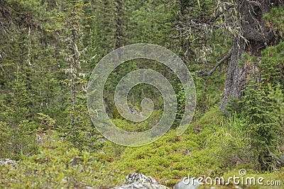 Beautiful view of Siberian nature. Very beautiful and fabulous forest Stock Photo