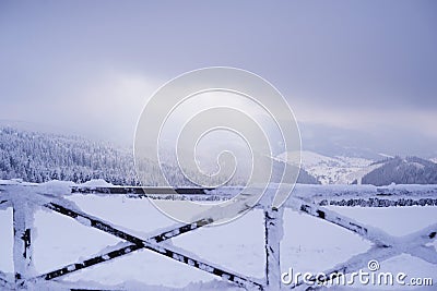 Beautiful view of snow-covered spruce in the mountains Stock Photo