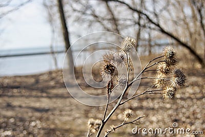 A beautiful view of spiky dried thistle blossoms Stock Photo