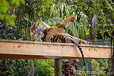 Beautiful view of the Sumatran tiger preening at Adelaide zoo Editorial Stock Photo