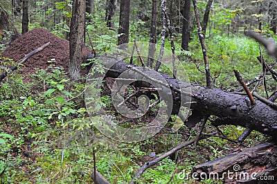 Beautiful view of the summer clean forest. Reserved wild places. Stock Photo