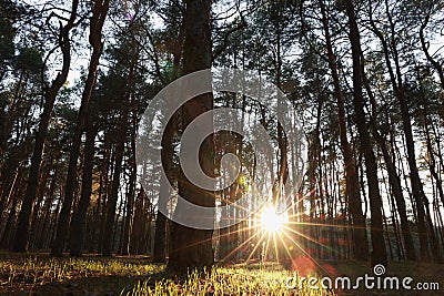 Beautiful view of sun shining through trees in conifer forest at sunset Stock Photo