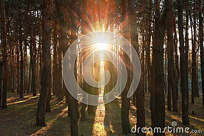 Beautiful view of sun shining through trees in conifer forest at sunset Stock Photo