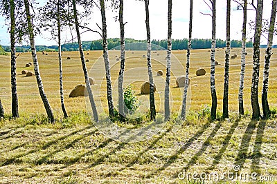 Beautiful view through a thin wall of slender young birches on the field with the harvested Stock Photo