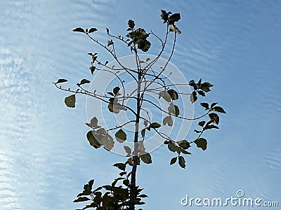 View the tree in a beautiful, light blue sky Stock Photo