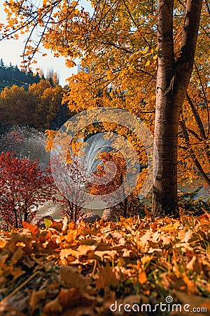 Beautiful view of trees with various colors and autumn leaves in Dikmen Valley | Dikmen Vadisi natural park in autumn in Ankara Stock Photo