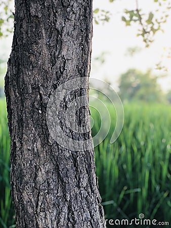 Beautiful view and tress pattern Stock Photo