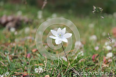 Beautiful view of Valley Flowers, Kasol, Parvati valley, Himachal Pradesh, India. P Stock Photo