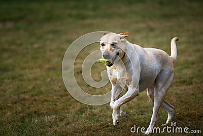 Beautiful view of a yellow Labrador running across a field Stock Photo
