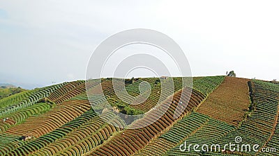Beautiful views of field terracing onion plantations Stock Photo