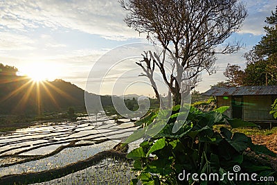 Beautiful views of rice fields in the village with mountains, trees and shack houses at Moni Village, Flores, when the sun rises Stock Photo