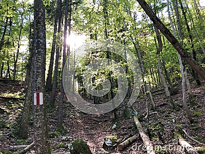 Beautiful views of the summer alpine sky and rays of sunshine through the crowns of trees on the mountain Burgenstock Stock Photo