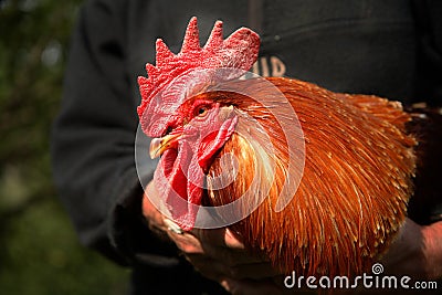 The beautiful village rooster Stock Photo