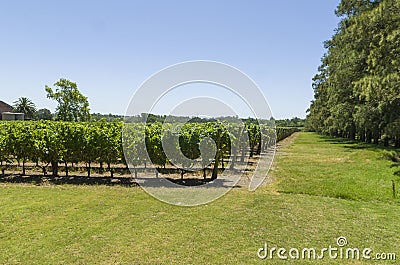 Beautiful vine of European grapes in Uruguayan winery in Canelos region Stock Photo