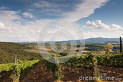 Beautiful vineyard in Italy Stock Photo