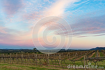Beautiful vineyard landscape at sunset Stock Photo