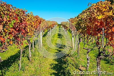 Beautiful vineyard platation with colorful leafs red, yellow and green, located in Waiheke island with a beautiful blue Stock Photo