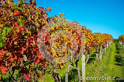 Beautiful vineyard platation with colorful leafs red, yellow and green, located in Waiheke island with a beautiful blue Stock Photo