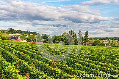 Beautiful vineyard of Saint Emilion in Bordeaux, France in sunny day Stock Photo