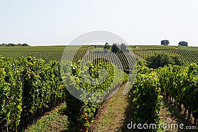 Beautiful vineyards hill on Saint Emilion french Bordeaux wine Stock Photo