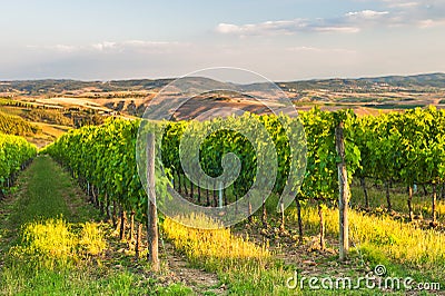 Beautiful vineyards on the hills of the peaceful Tuscany, Italy Stock Photo