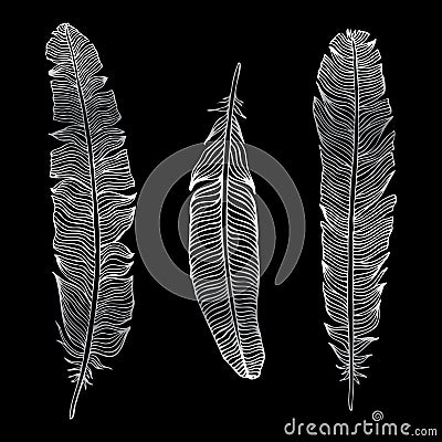 Beautiful Vintage Feathers Vector Illustration