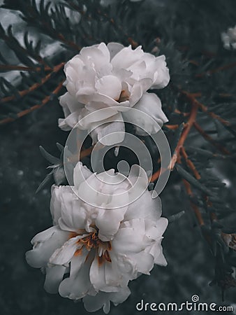 Beautiful vintage Rose background.white,pink,purple,violet,cream colour bouguet flower. Elegant style floral. Stock Photo
