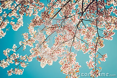 Beautiful vintage sakura tree flower cherry blossom in spring on blue sky background Stock Photo