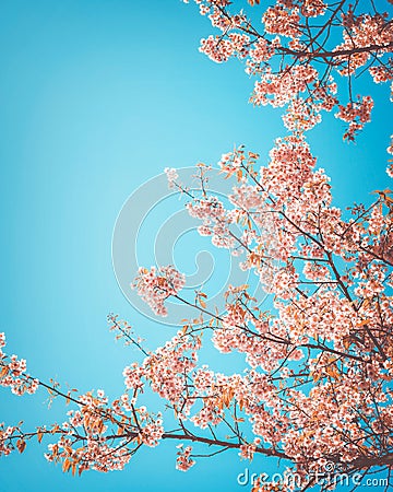 Beautiful vintage sakura tree flower cherry blossom in spring. Stock Photo