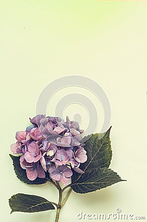 Beautiful, vintage style flora background with hydrangea or hortensia bloosom Stock Photo