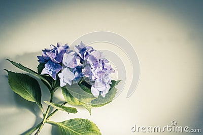Beautiful, vintage style flora background with hydrangea Stock Photo