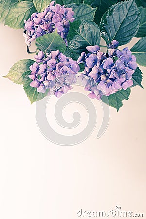 Beautiful, vintage style flora background with hydrangea or hortensia bloosom Stock Photo