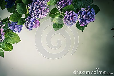 Beautiful, vintage style flora background with hydrangea or hortensia bloosom Stock Photo