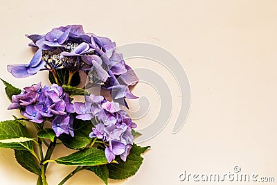 Beautiful, vintage style flora background with hydrangea or hortensia bloosom Stock Photo