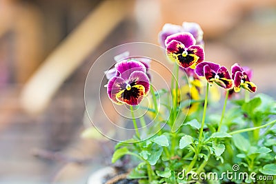 Beautiful viola tricolor flowers at flowerbed near house. Vibrant heart`s ease blossom in garden at backyard Stock Photo
