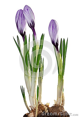 Beautiful violet Crocuses Magnoliopsida isolated on white background, including clipping path Stock Photo