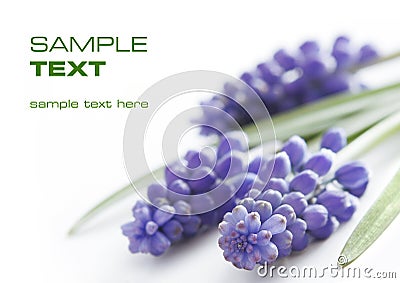 Beautiful violet flowers Stock Photo