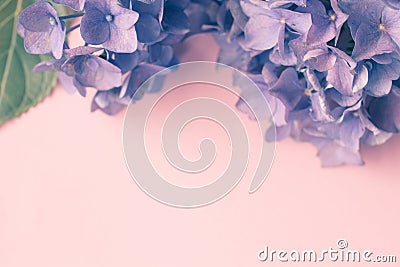 Beautiful, vintage style flora background with hydrangea or hortensia bloosom Stock Photo