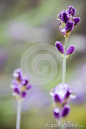 Beautiful violet lavender flower close up with drop of rain water in blurred green background Stock Photo