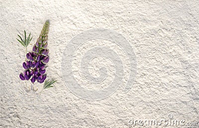 Beautiful violet lupine on white powder Stock Photo
