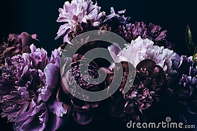 Beautiful Violet peonies bouquet on black. Floral background. Natural flowers pattern Stock Photo