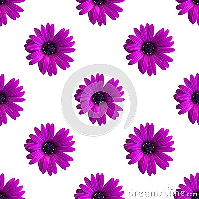 Beautiful violet and pink daisy flower heads or capitulum seamless pattern on the white background. Top view of flowers Stock Photo
