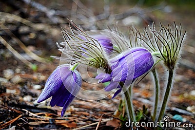 Beautiful violet snowdrops in the forest, first spring flowers. Macro image. Stock Photo