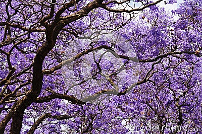 Beautiful violet vibrant jacaranda in bloom. Stock Photo