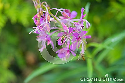 Beautiful violet wild flower with an insect, a hoverfly, also called flower fly or syrphid fly. Picture from Scania Stock Photo