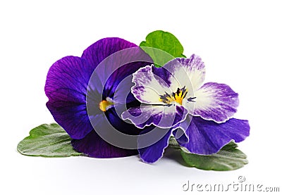 Beautiful violets close up Stock Photo